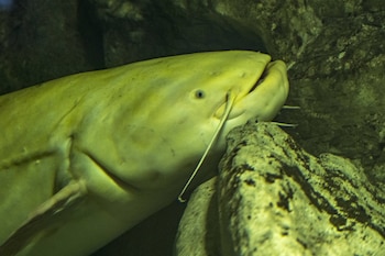 Silurus glanis