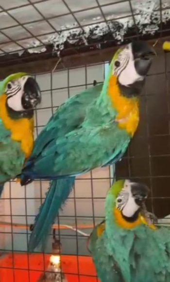 Las autoridades lograron dar con