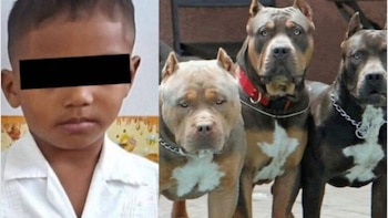 Menor de seis años muere tras ataque de pitbull en Honduras