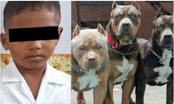 El pueblo de Nueva Masicales exige justicia y mayor regulación tras el trágico ataque de perros sueltos que cobró la vida de un menor. (Redes sociales)