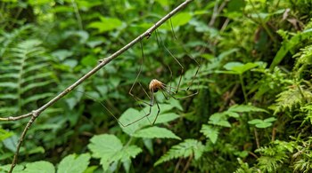 Una araña patona con cuerpo pequeño y patas largas se aferra a una rama delgada. El fondo es de vegetación verde y musgo.