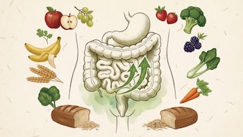 Ilustración del sistema digestivo humano con estómago e intestinos, rodeado de manzanas, uvas, plátanos, trigo, espinacas, fresas, brócoli, moras y zanahorias