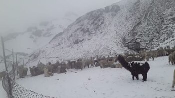 Senamhi pronostica caída de nieve