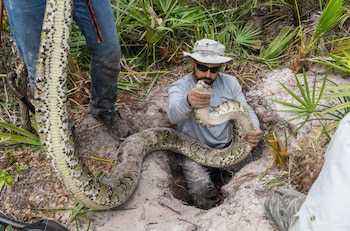 Ian Bartoszek, un hombre con sombrero y gafas de sol, saca la cabeza y parte del cuerpo de una gran pitón birmana de un agujero en la tierra arenosa