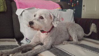 Compañeros leales y héroes silenciosos,