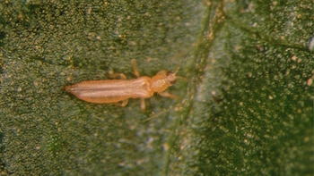 Perú le declara la guerra