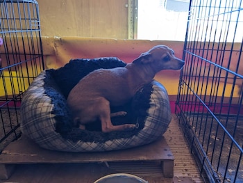 Uno de los animales era