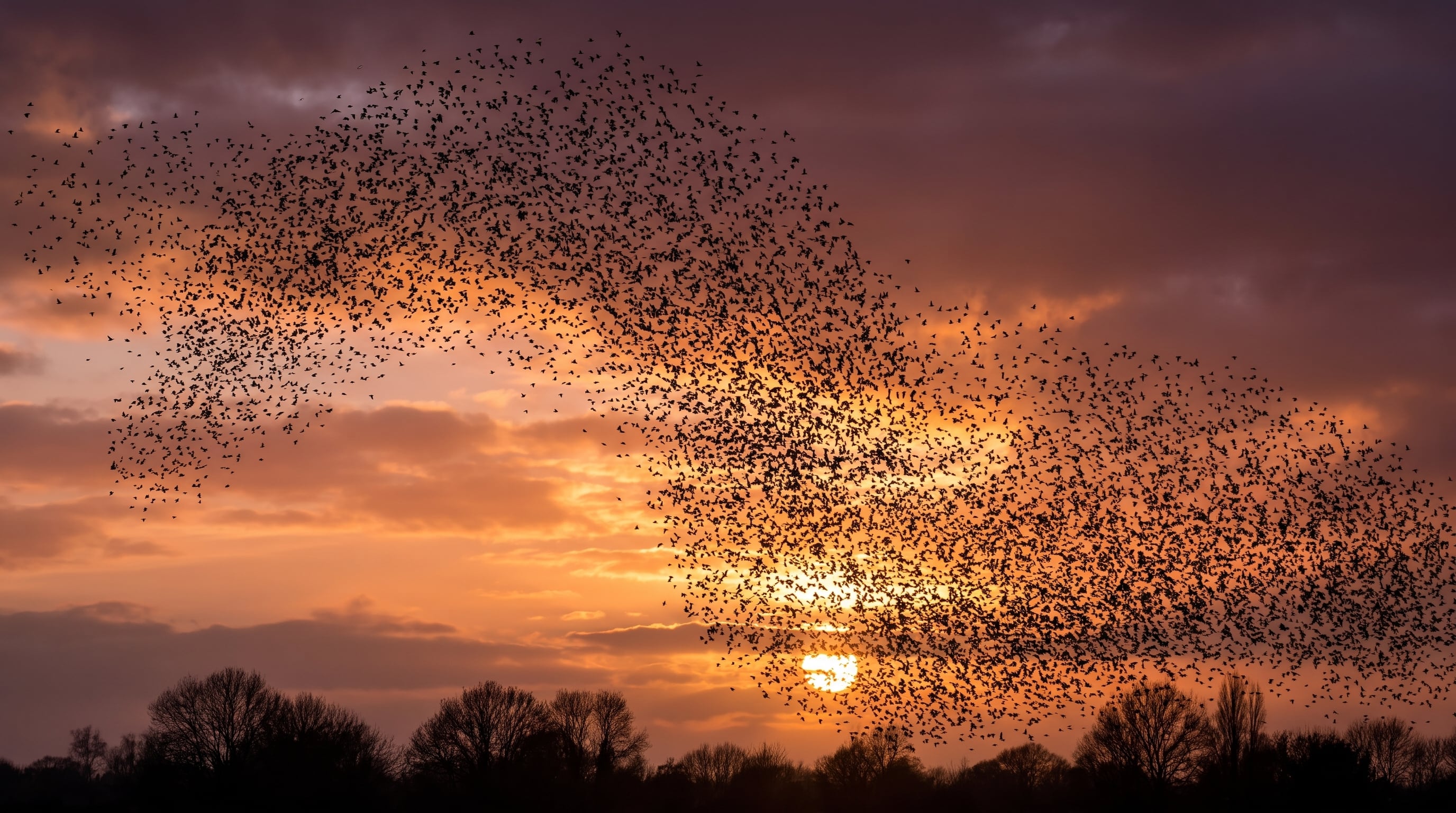 Los especialistas todavía investigan cómo se organizan estos grupos y qué determina el momento en que miles de aves deciden posarse (Imagen Ilustrativa Infobae)