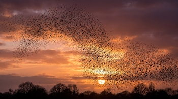 Cientos de pájaros en vuelo forman una nube sobre árboles oscuros frente a un cielo anaranjado con el sol poniente.