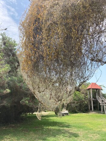 (Twitter: @antropoloca_)