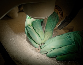Primer plano de manos enguantadas de verde, usando una herramienta delgada para limpiar un artefacto redondo incrustado en tierra bajo una luz brillante