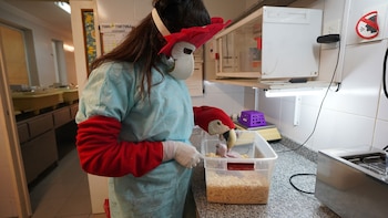 Los cuidadores usan su ingenio