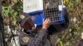 No más experimentación con animales en escuelas del Edomex: su venta, exhibición y espectáculos tendrán regulaciones