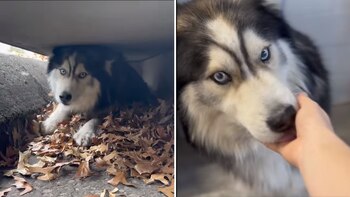 Momento en el que rescatan