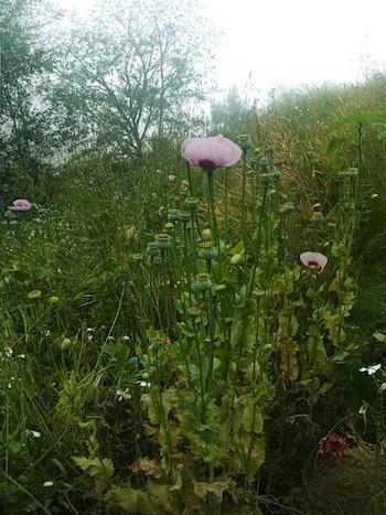 Plantas de amapola encontrada en el terrero. Crédito: SSP Puebla