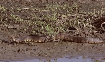 serpiente cottonmouth