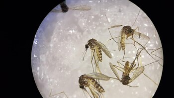 Detectado por primera vez el