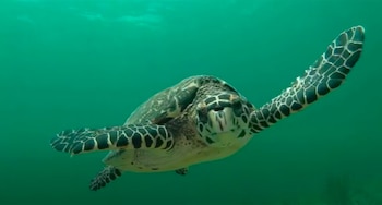 La tortuga carey, una especie
