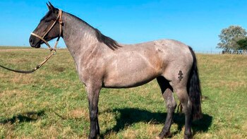 Murta LI, la yegua criolla