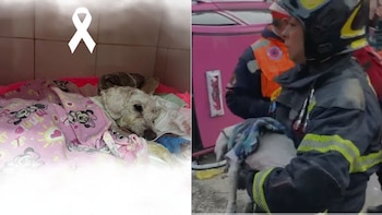 Murió el perrito “Chicharrón”, mascota