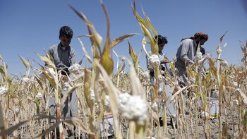 Al Qaeda anuncia la ejecución