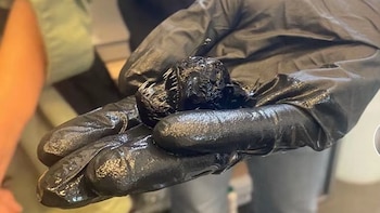 Tamaño del pez diablo negro