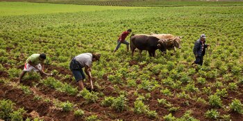 Desde el 2021, los envíos de productos peruanos hacia Japón han registrado un crecimiento sostenido.