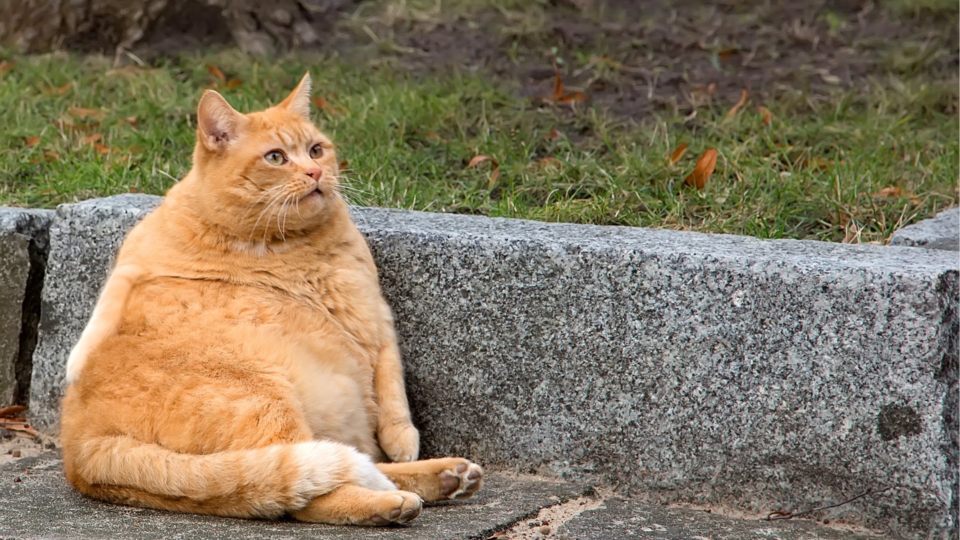 La obesidad felina favorece la aparición de hiperglucemia sostenida (Foto: Difusión)