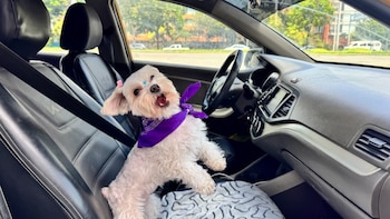 Cabify Mascotas