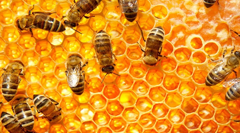 La meliponicultura abarca la crianza de abejas sin aguijón en regiones amazónicas y en el VRAEM.