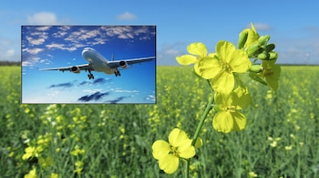 Los cultivos bioenergéticos permiten sumar