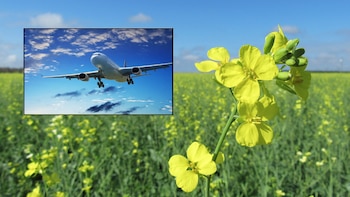 Crucíferas: la apuesta invernal que gana terreno en el agro argentino