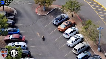 Vista aérea de un oso caminando por la calzada de un estacionamiento con varios vehículos aparcados