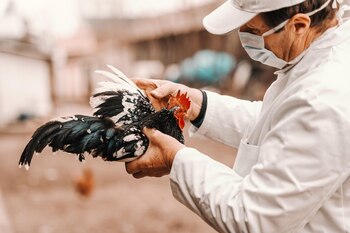 La propagación del virus de la gripe aviar H5N1 entre mamíferos y aves de corral en EE. UU. ha llevado a la confirmación de casos en trabajadores de granjas lecheras y avícolas, con medidas de control y monitoreo en curso