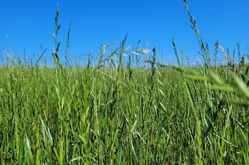La buena cosecha de raigrás