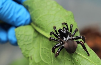 Fotografía cedida hoy por la Secretaría Distrital de Ambiente de Bogotá que muestra una tarántula incautada en el Aeropuerto Internacional El Dorado, en Bogotá (Colombia). Las autoridades colombianas incautaron en el Aeropuerto Internacional El Dorado de Bogotá 232 tarántulas, un escorpión con siete crías, nueve huevos de araña y 67 cucarachas que iban con destino a Alemania, informó este jueves la Secretaría de Ambiente de la capital. EFE/ Secretaría Distrital de Ambiente de Bogotá