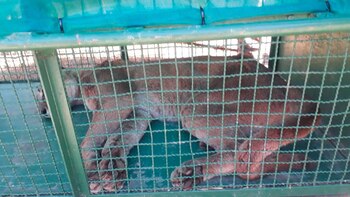 El animal había sido avistado