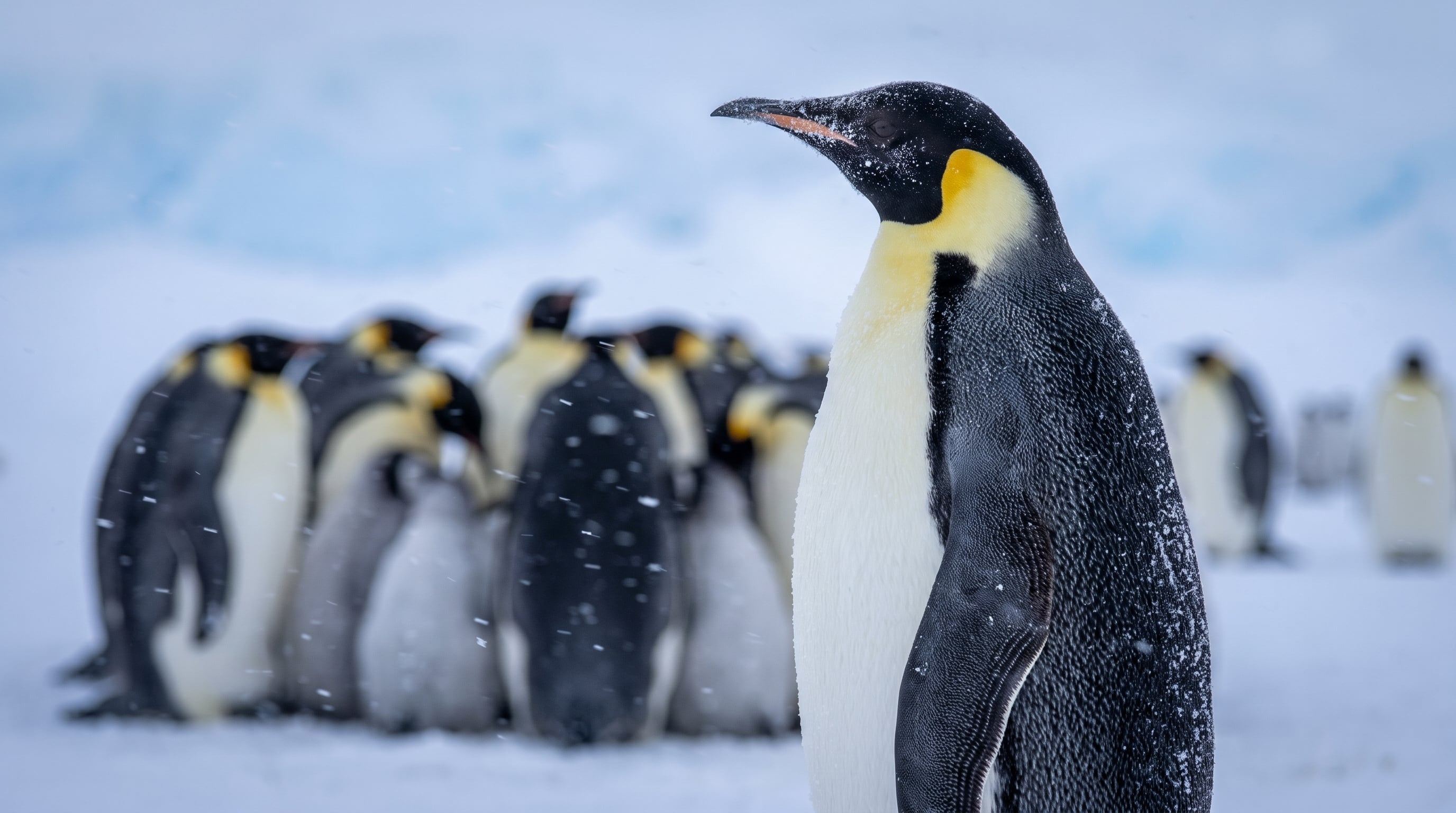Un estudio reconstruyó la historia de 18 colonias de pingüinos emperador y estimó que su antigüedad previa promedió 17 años antes de su detección inicial (Imagen Ilustrativa Infobae)