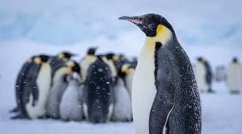 Pingüino emperador de perfil en primer plano cubierto de escarcha, con un grupo de pingüinos difuminados al fondo sobre la nieve.