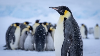 Nuevos datos sobre las colonias de pingüinos emperador revelan décadas de cambios en la Antártida