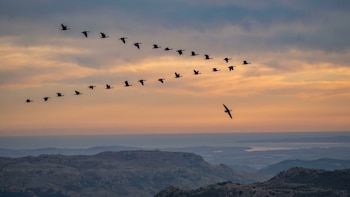 Por qué aves de toda Europa terminan en los mismos puntos de África cada invierno