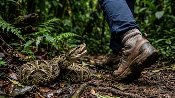 Adolescente muere luego de una mordedura de serpiente en Panamá