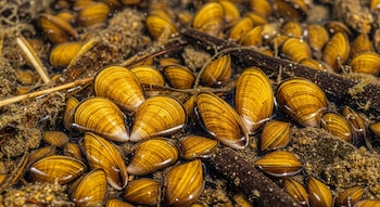 Primer plano de mejillones dorados densamente agrupados sobre rocas y vegetación sumergida en agua dulce. Se aprecian sus conchas de color oro con estrías.