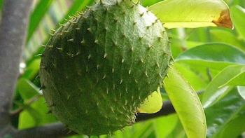 La rica fruta aliada contra