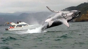 Día Mundial de las Ballenas: