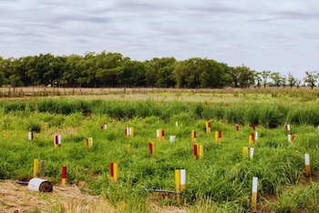Cuando las pasturas contaron con