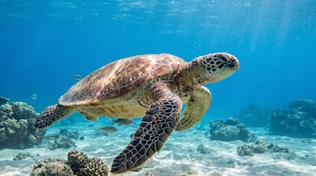 Tortuga marina verde nadando bajo el agua. Se observan peces pequeños, fondo marino con arena y rocas, y la superficie del agua arriba.