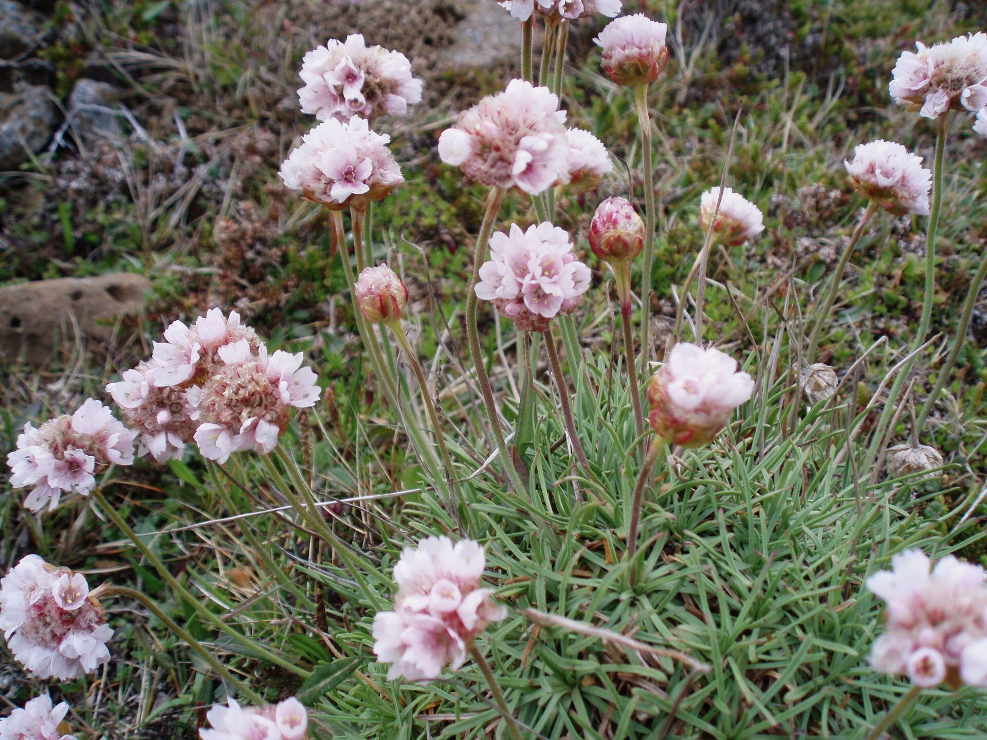 Armeria maritima en Islandia (Wikimedia)