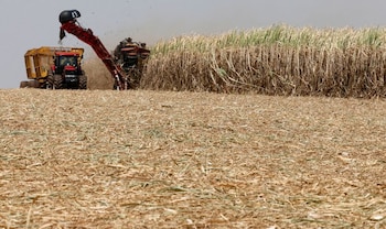 En 2025, la Argentina produjo 1.830.167 toneladas de azúcar físico (REUTERS/Paulo Whitaker/Archivo)