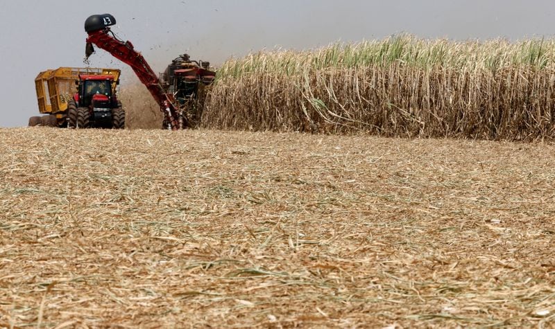 En 2025, la Argentina produjo 1.830.167 toneladas de azúcar físico (REUTERS/Paulo Whitaker/Archivo)